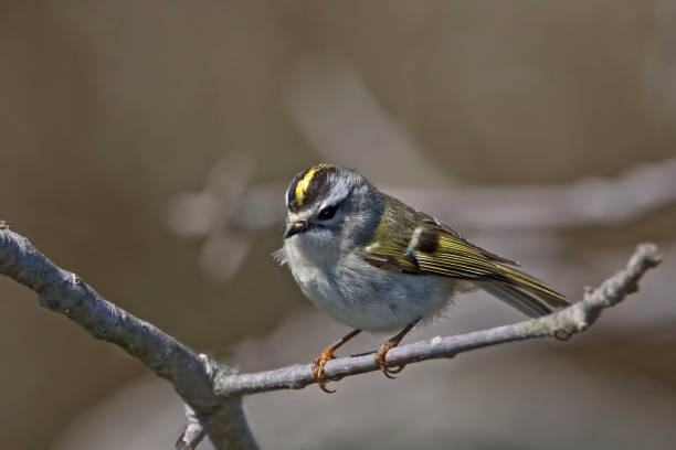 istock Golden-crowned Kinglet, Regulus satrapa, perched on a twig 1396879846