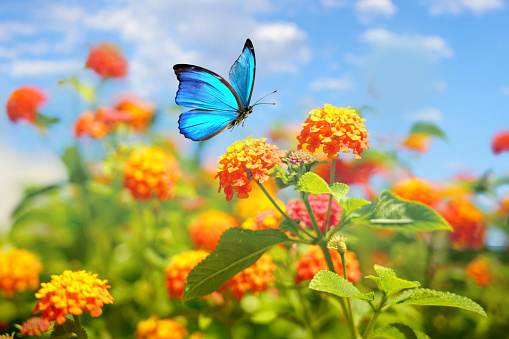 Beautiful spring summer image of Morpho butterfly on orange lantana flower against blue sky  on bright sunny day in nature, macro.