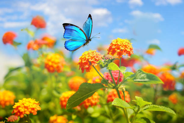 Bright colorful image of a flying butterfly over lantana flowers. Beautiful spring summer image of Morpho butterfly on orange lantana flower against blue sky  on bright sunny day in nature, macro. lepidoptera stock pictures, royalty-free photos & images