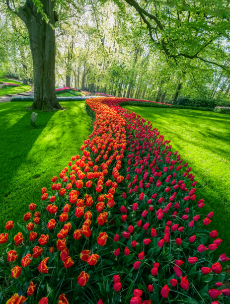 Bloeiende tulpen stock photo