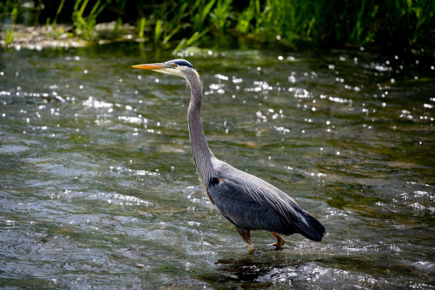 Great Blue Herons (Ardea herodias) are commonly found at shorelines and wetlands over most of the Americas. This heron was photographed at Marymoor Park outside of Seattle, where each year several dozen herons come together to build a collection of nests in the tall trees next to the Sammamish River. For most of the summer the herons raise their chicks and fish in the river and nearby Lake Sammamish.
