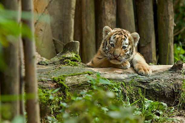 istock Siberian tiger cub at watch 139688252