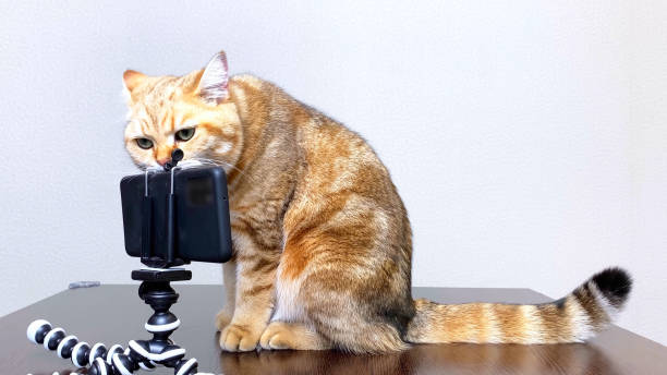 istock Ginger cat pet talking by phone, cat looking at smartphone 1396882620