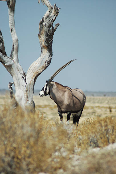 istock gemsbok in Etosha 139688277