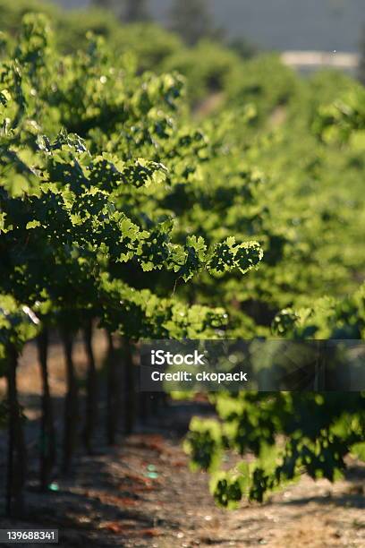 Foto de Iluminado Vinhas e mais fotos de stock de Agricultura - Agricultura, Califórnia, Carvalho-roble