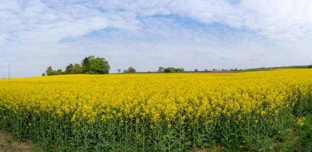 istock Panorama of blooming canola field in spring 1396884019