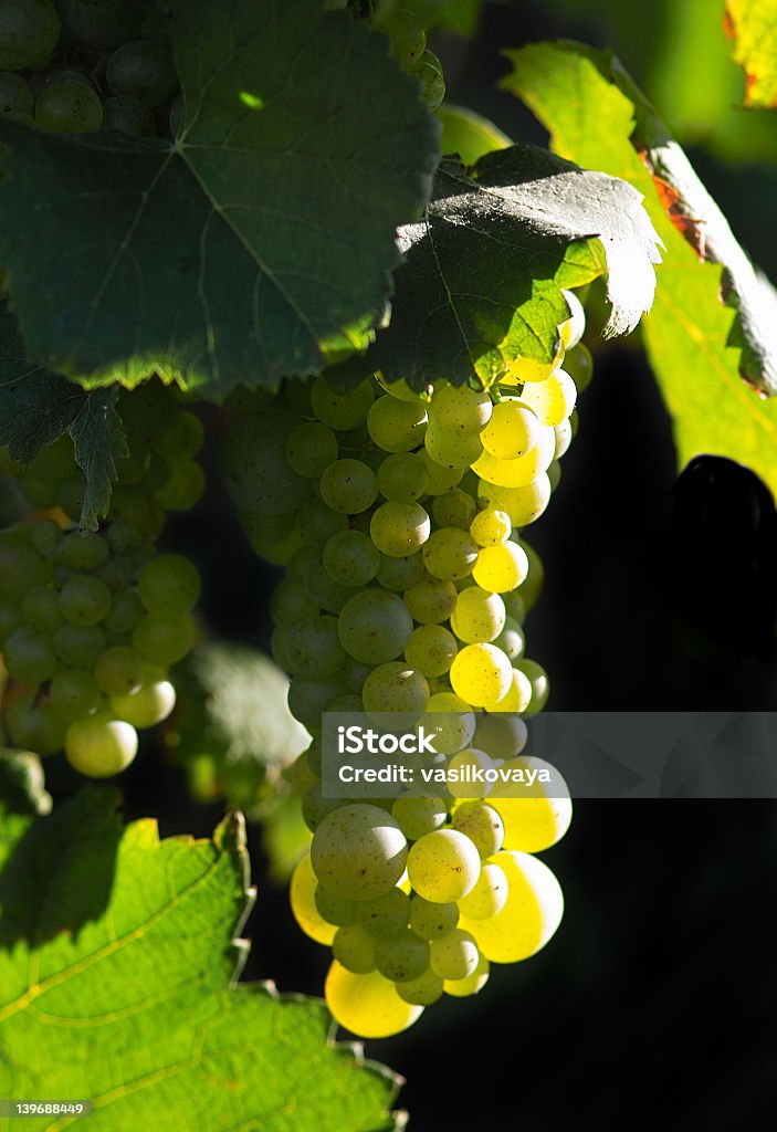 Incandescência Uvas para vinho - Royalty-free Agricultura Foto de stock