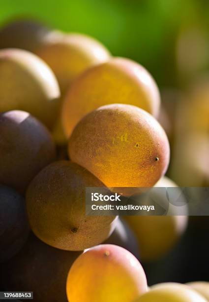 Foto de Vinho Uvas Closeup e mais fotos de stock de Agricultura - Agricultura, Azul, Baga - Fruta