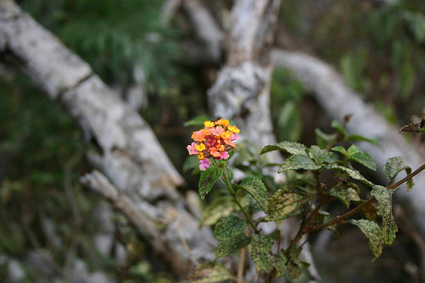 Kleinsten Bouquet, Lantana Blossom, Maui, Hawaii – Foto