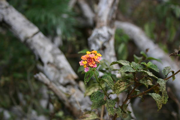 Bouquet demite, Lantana florescer, Maui, havaí - fotografia de stock