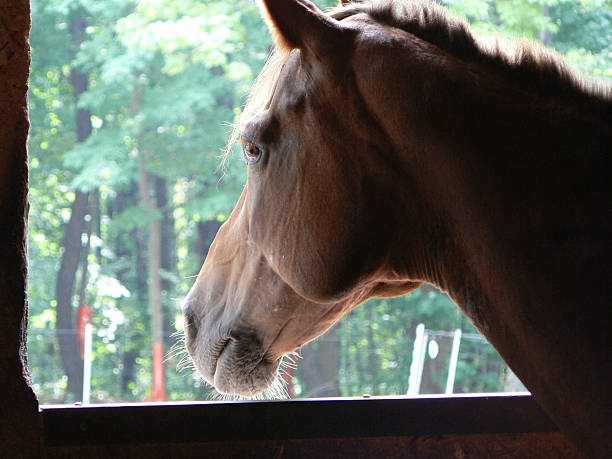 Longing Horse 1 stock photo