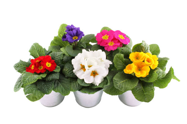 istock Many Primrose potted plants 1396885762