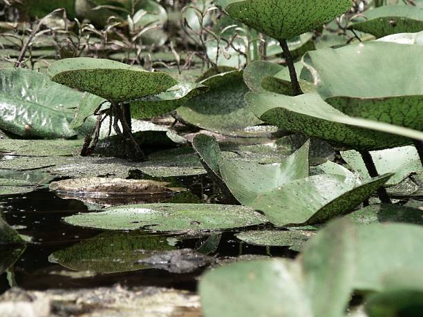 Lily Pads stock photo