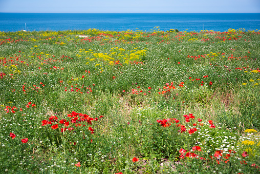 Wild flowers meadow by blue sea in summer, natural landscape