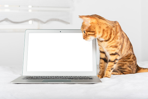 Ginger cat and laptop on blurred room background, work from home concept