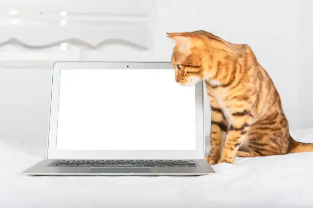 Photo of Ginger cat and laptop on blurred room background