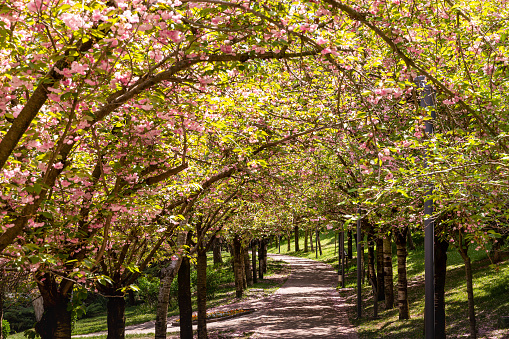 Walking path under the beautiful sakura tree or cherry tree tunnel in Natural Dikmen Valley park in  Ankara