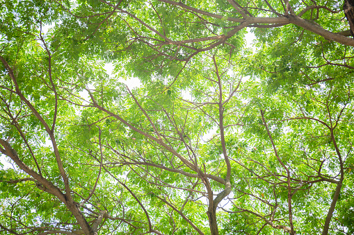 Low angle view of tree, Branch of green leaves