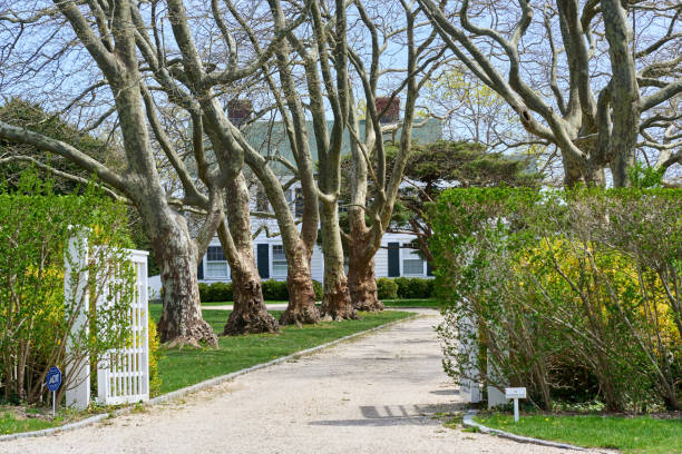 砂利道はシカモアの木々の列に沿って古い家に通じています - driveway colonial style house residential structure ストックフォトと画像