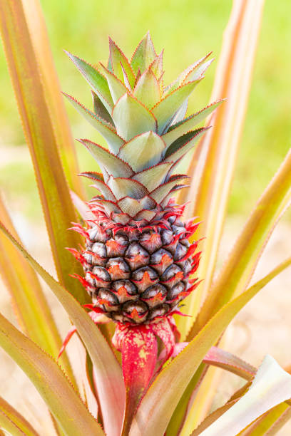 Pineapple tree,Tropical fruit pineapple growing in the garden space for meat
