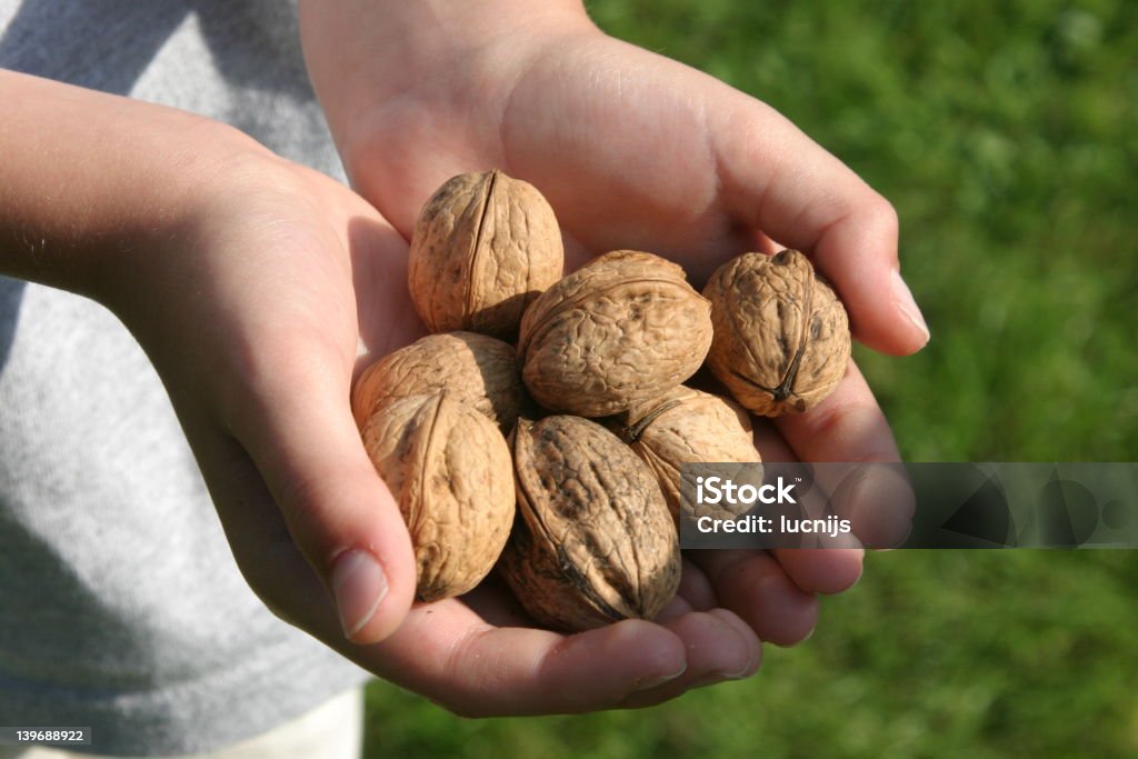 Walnut harvest - Photo de Aliment libre de droits