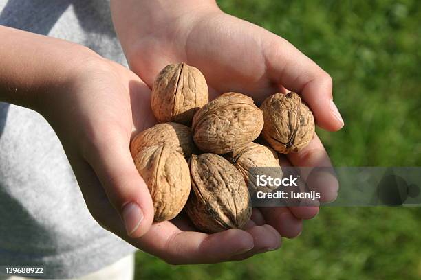 Photo libre de droit de Walnut Harvest banque d'images et plus d'images libres de droit de Aliment - Aliment, Automne, Cadeau