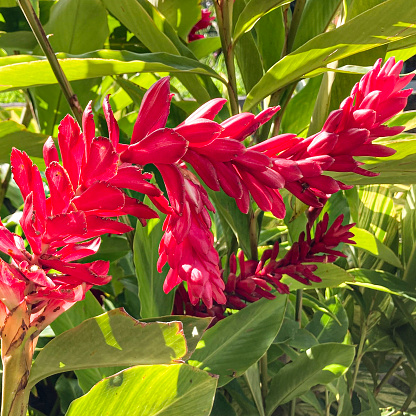Detail of red ginger in the garden at Caracas city