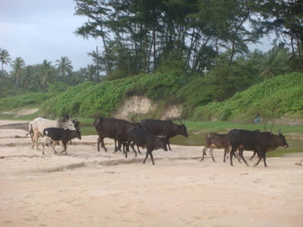 Herd of cows.