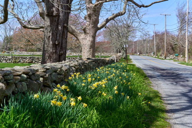 Daffodils blooming along side a stone wall on a country road. Large trees line the field and the stone wall in the Acoaxet neighborhood of Westport, MA.