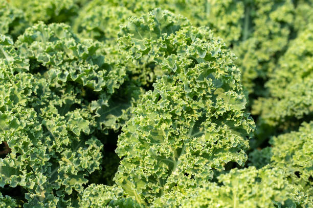 istock Kale curly green leaves growing in vegetable garden. 1396890214