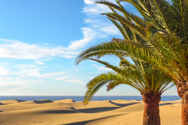 picturesque view of the Maspalomas sand dunes picturesque view of the Maspalomas sand dunes la palma canary islands photos stock pictures, royalty-free photos & images
