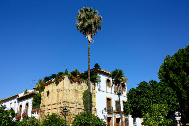 istock Palm tree with an old big house 1396890257