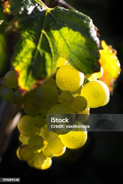 Golden Winogrona Do Produkcji Wina - zdjęcia stockowe i więcej obrazów Artykuły spożywcze - Artykuły spożywcze, Fotografika, Gospodarstwo