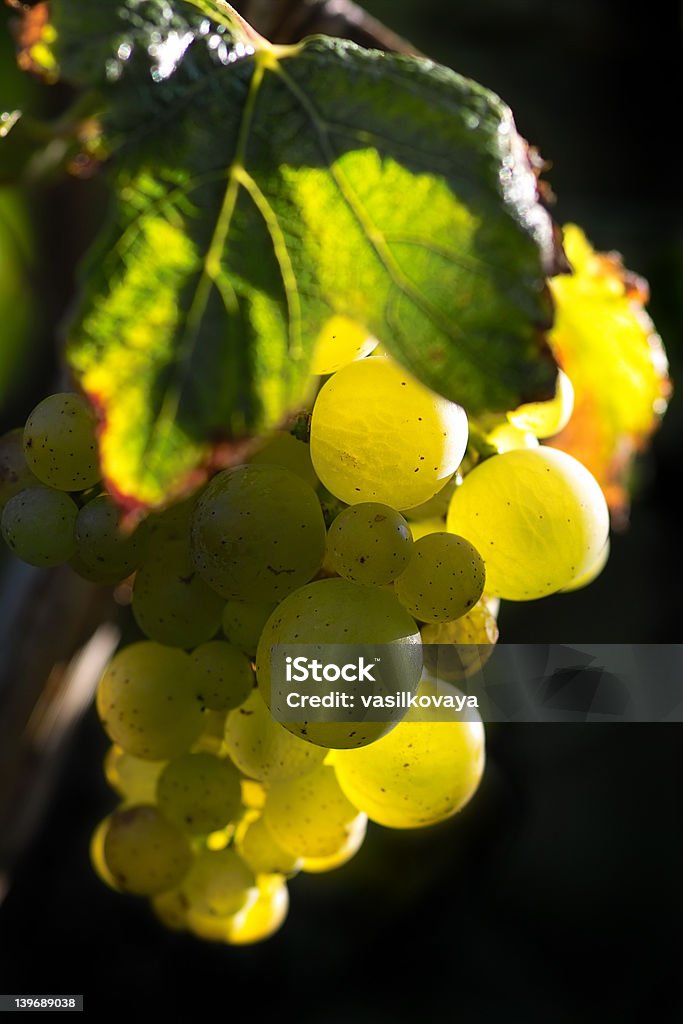 Golden Uvas para vinho - Royalty-free Agricultura Foto de stock