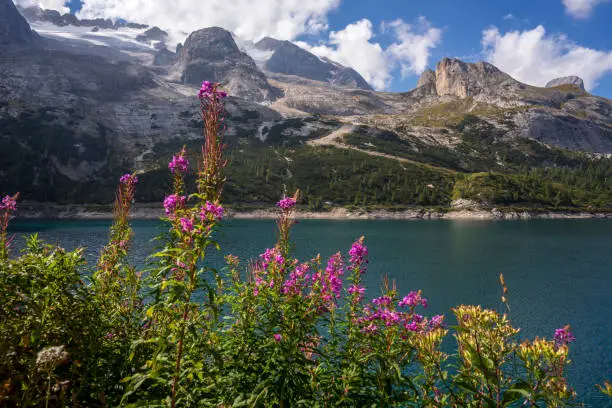 Flowers on the background of Lago Fedaia under the Marmolada massif. Dolomites.