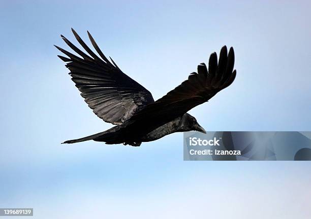 Schwarzer Vogel Stockfoto und mehr Bilder von Anmut - Anmut, Berggipfel, Besonderes Lebensereignis