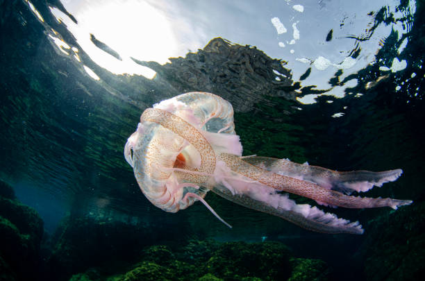 Jellyfish stock photo