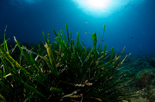 Sea lettuce, Ulva lactuca, is a green algae.