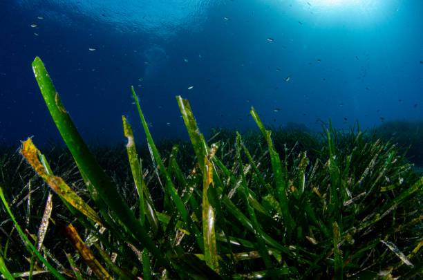 istock Seagrass-Posidonia oceanica 1396891446