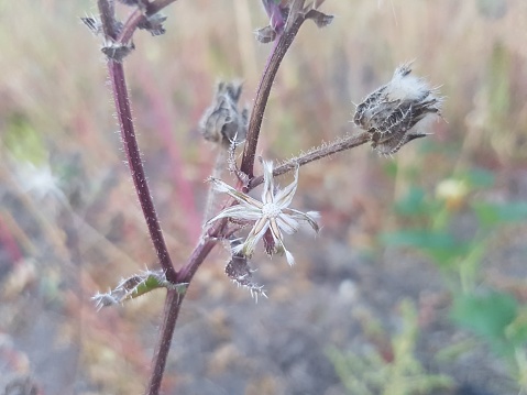 Needle and dried wildflower in the field