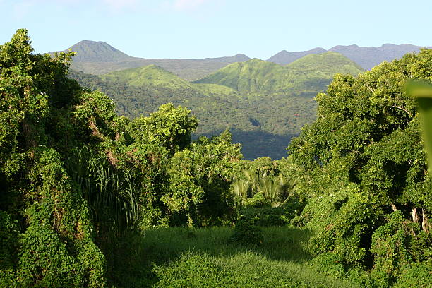 Floresta pluvial Lookout, Maui, havaí - fotografia de stock