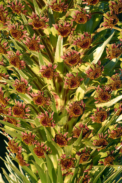 Hawaiian Silversword in bloom ", der Haleakala, Hawaii – Foto