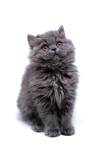 Persian Kitten ( two months old )