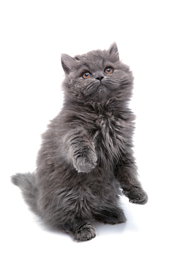 Front view of a rare Nebelung cat with green eyes looking into camera. Close up, selective focus.