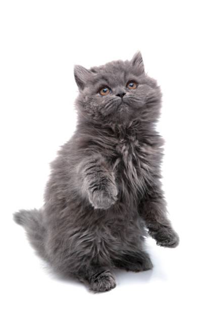 Persian kitten on white stock photo