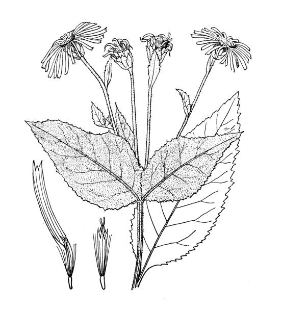 Antique botany plant illustration: Inula helenium, Elecampane Antique botany plant illustration: Inula helenium, Elecampane inula stock illustrations