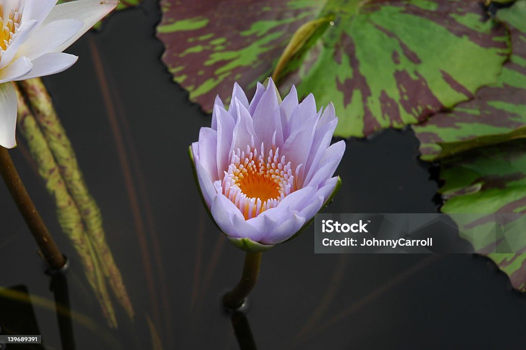 Blu acqua lilly - Foto stock royalty-free di Acqua