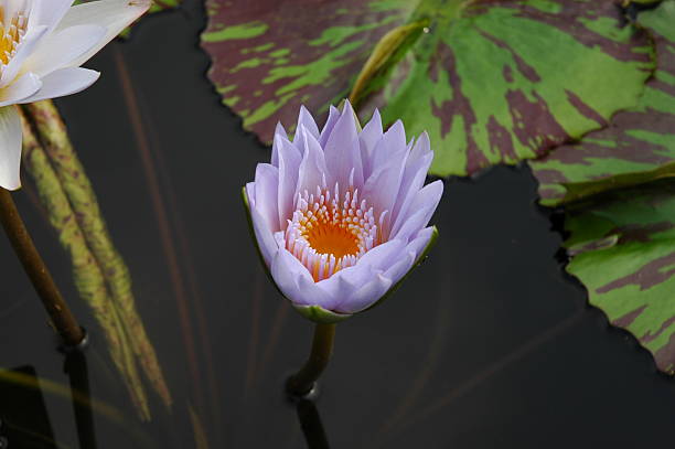 Blue water lilly stock photo