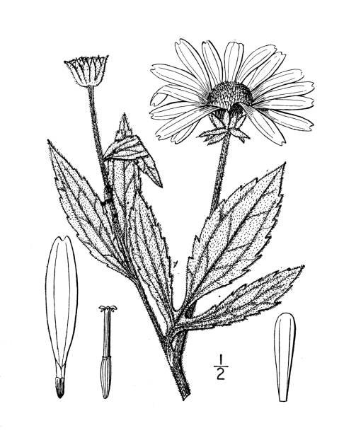 istock Antique botany plant illustration: Rudbeckia subtomentosa, Sweet coneflower 1396894040