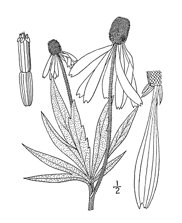 Antique botany plant illustration: Ratibida pinnata, Gray headed coneflower